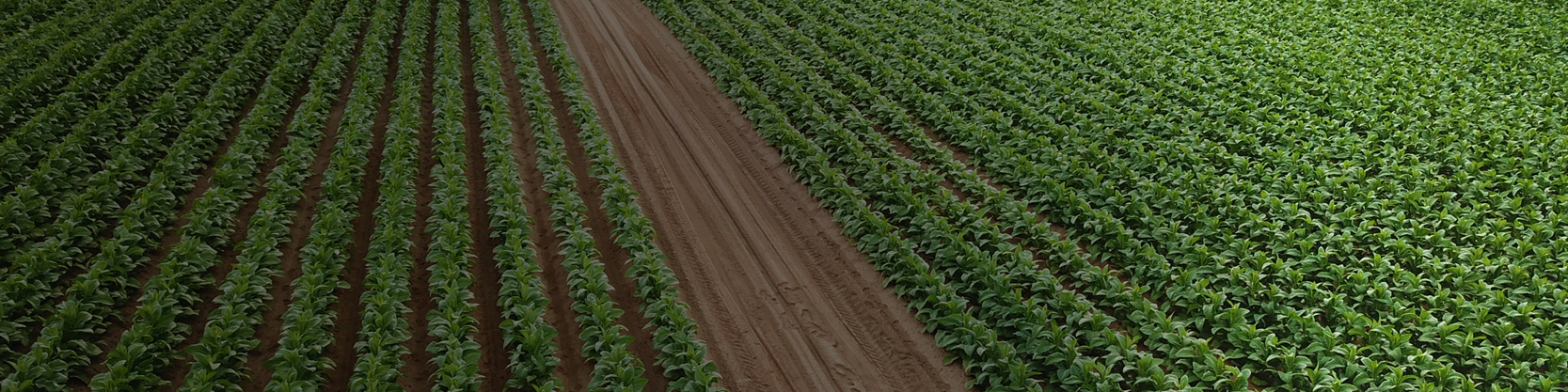 Teleos Ag Tobacco Fields