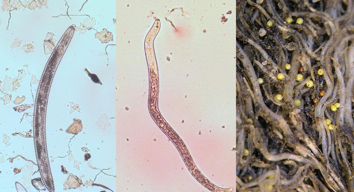 What are nematodes?