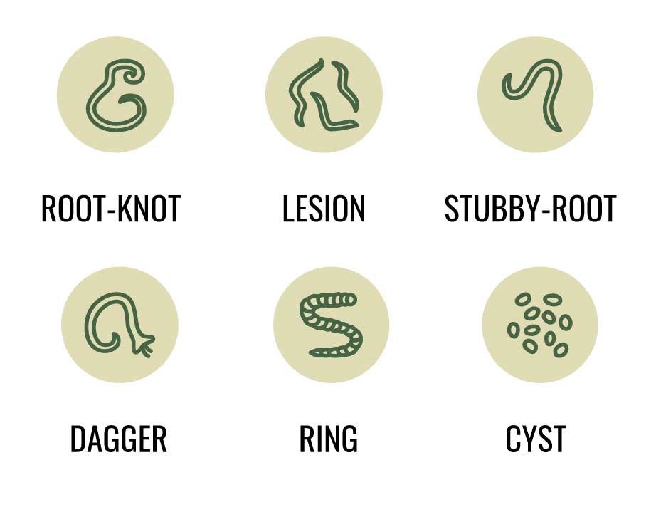 TELONE™ Stewardship Tip Sheet: Effective Nematode Soil Sampling