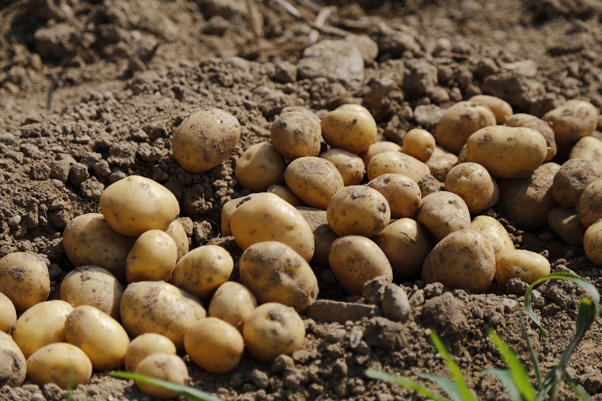 TELONE™ USA R&D – Potato Field Trials 2024