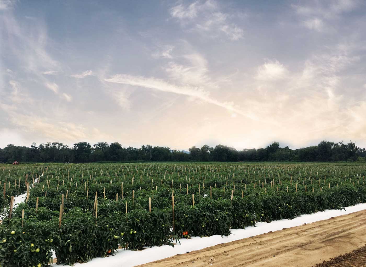 tomato field treated with soil fumigation