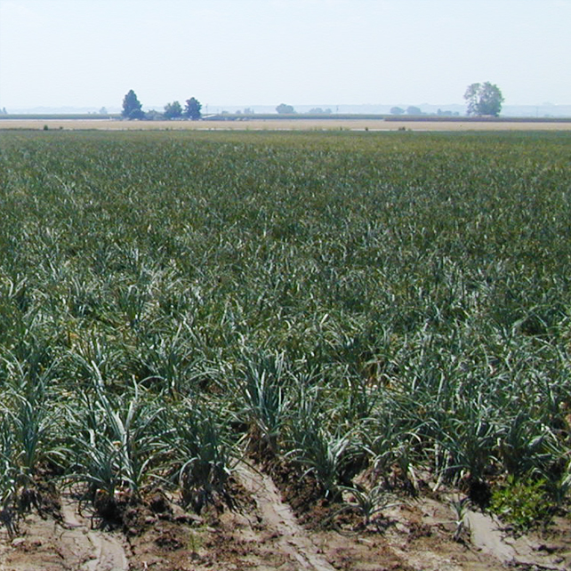 treated onion crops