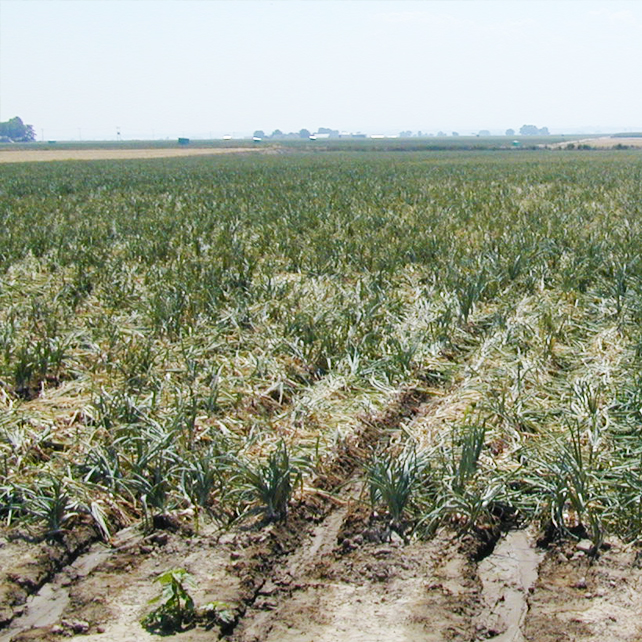 untreated onion crops