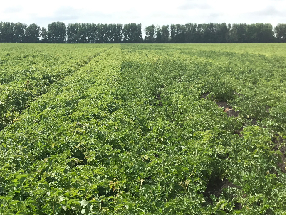 treated potato crops