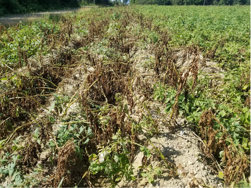 untreated potato crops