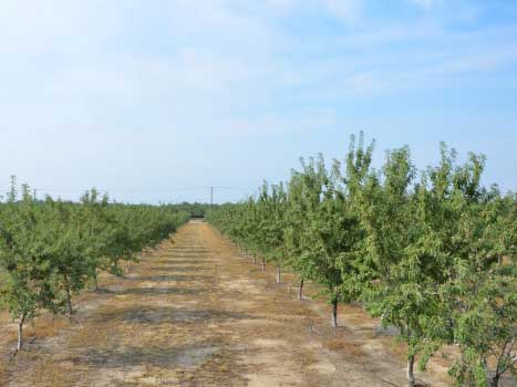 Untreated vs. Treated Almond