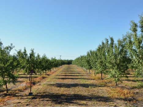 Untreated vs. Treated Almond