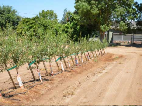 Untreated vs. Treated Almond