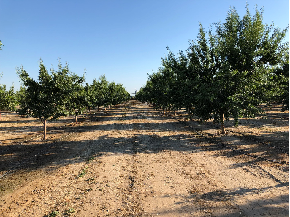 almond treated vs. untreated photo