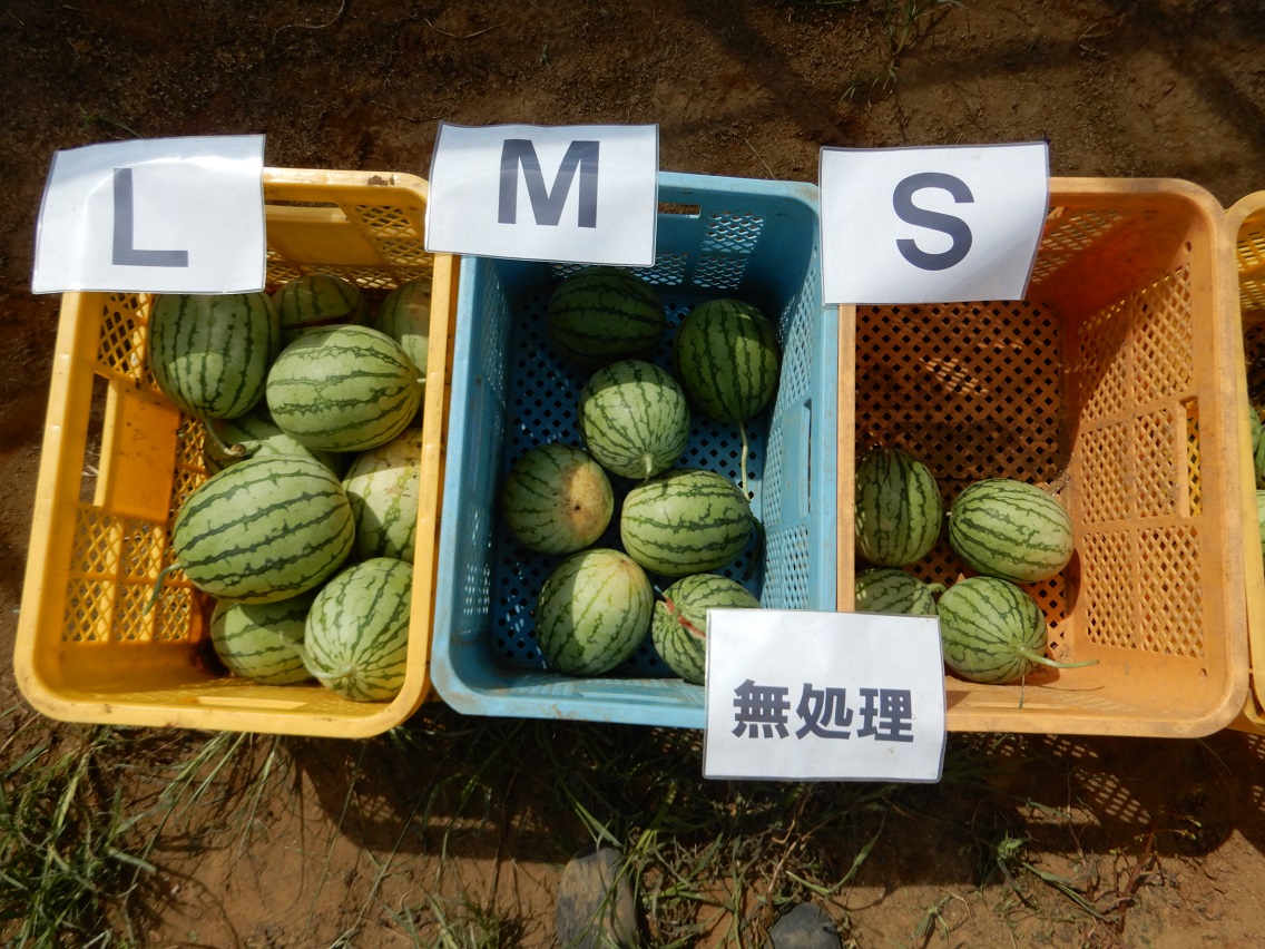 Large Watermelons Untreated