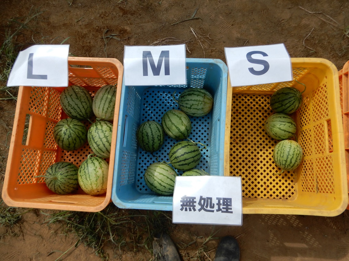 Medium Watermelons Untreated