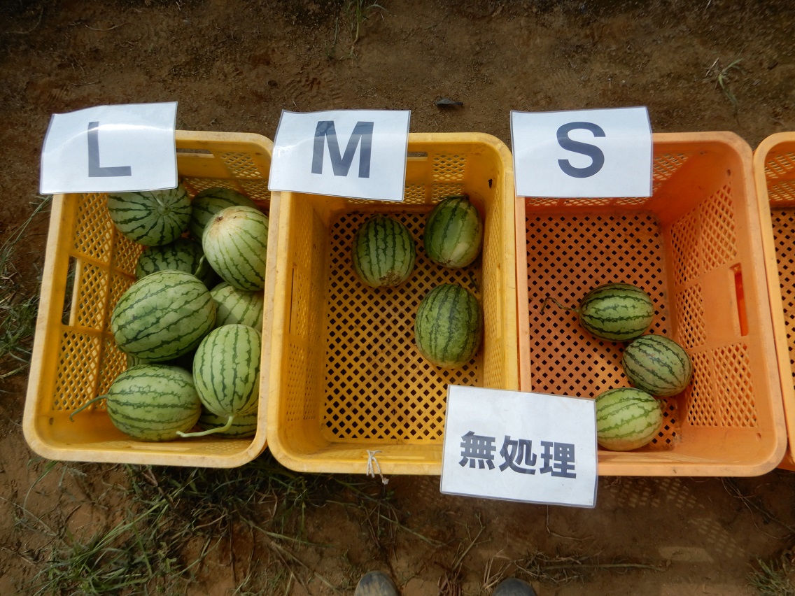 Small Watermelons Untreated