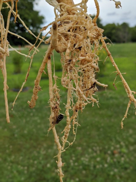 root-knot nematode