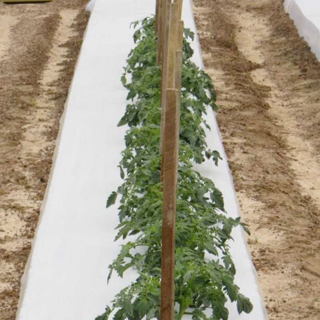 treated tomato crops