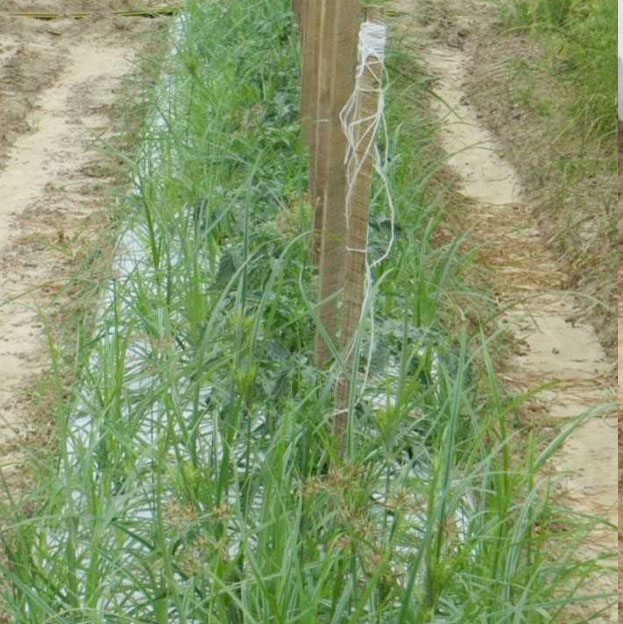 untreated tomato crops