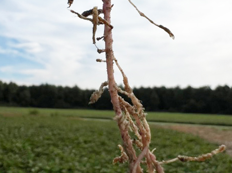 Root Damage