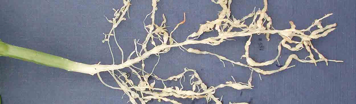 Example of nematode damage