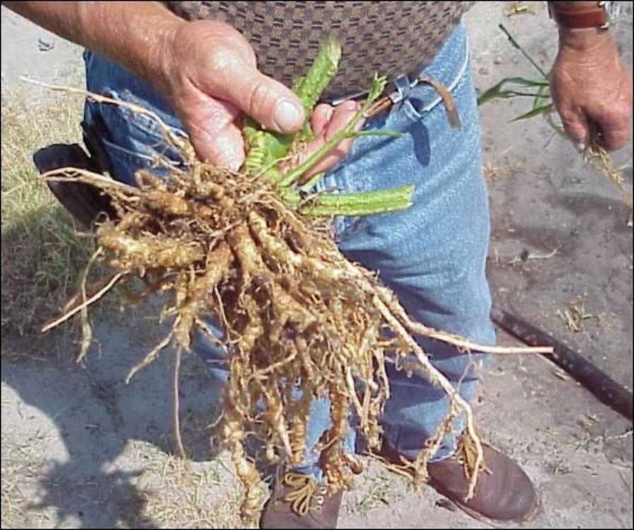Example of nematode damage