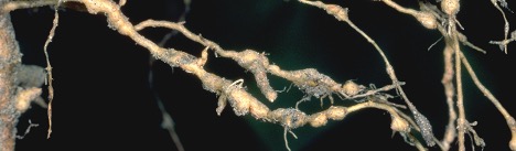 Example of nematode damage