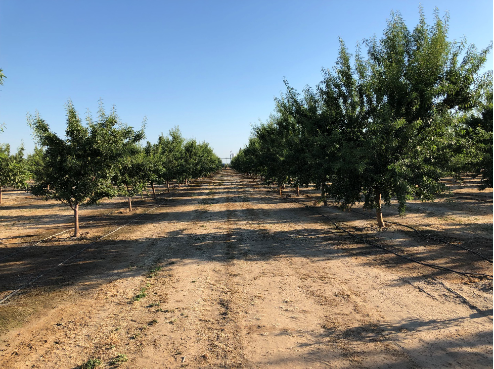 Treated vs. untreated peach orchard comparison