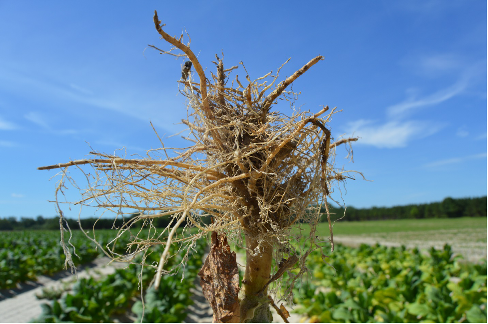 Guava Root Knot damage on tobacco root