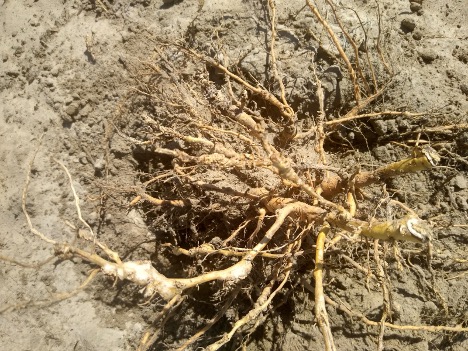 Examples of nematode damage in tobacco